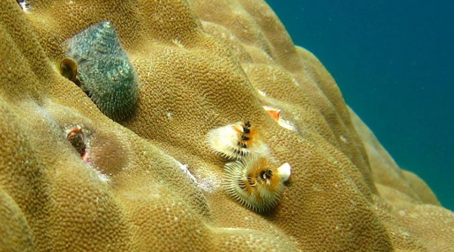 Coral Fish 