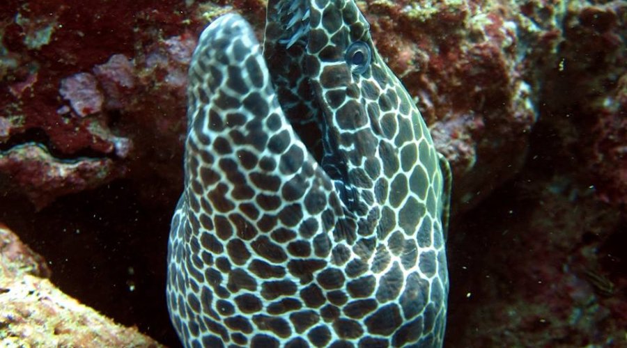 Coral Fish 