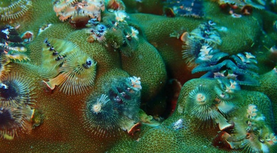 Coral Fish 