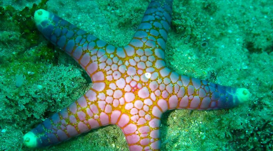 Coral fish 