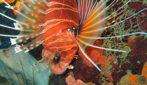 Coral Fish 