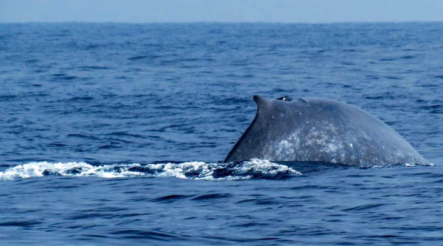 mirissa whale watching