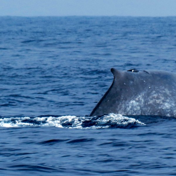 mirissa whale watching