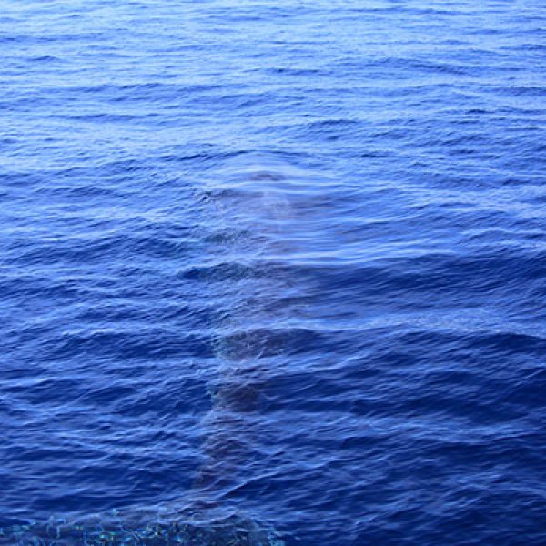 mirissa whale watching